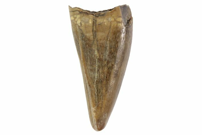 Juvenile Tyrannosaur Premax Tooth - Judith River Formation #93723